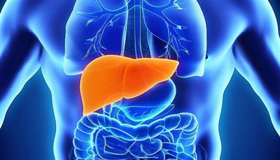 Liver ਨੂੰ ਰੱਖਣੈ Healthy ਤਾਂ ਡਾਈਟ ’ਚ ਸ਼ਾਮਲ ਕਰੋ ਇਹ ਚੀਜ਼ਾਂ! ਮਿਲਣਗੇ ਫਾਇਦੇ