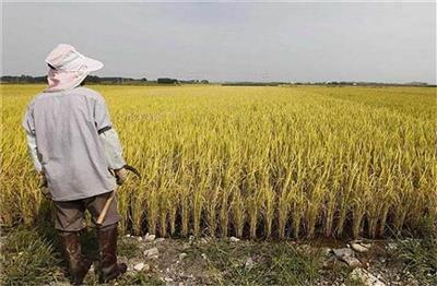 कांग्रेस का आरोप: मोदी सरकार ने एमएसपी बढ़ाने के नाम पर किसानों से धोखा किया
