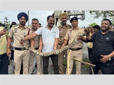 Sukhna Lake पर आया जंगल का मेहमान! 12 फुट का अजगर देख सैलानियों में हलचल