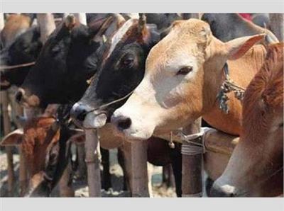 पंजाब के इस जिले में गौमांस तस्करी का खुलासा, फैक्टरी से बड़ी मात्रा में गौमांस बरामद!