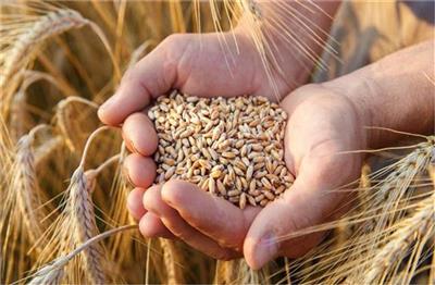 पंजाब में अब सिर्फ इन्हीं लोगों को मिलेगा सरकारी गेहूं, बदल गए नियम
