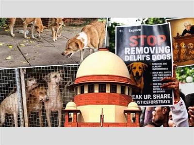 BIG BREAKING : आवारा कुत्तों पर Supreme Court ने सुना दिया अपना फैसला, पढ़ें क्या कहा?
