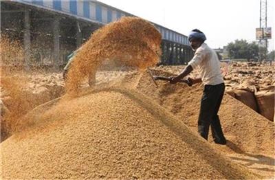 Haryana की मंडियों में 52 लाख टन धान आया, 9029.39 करोड़ रुपए किसानों तक पहुंचे