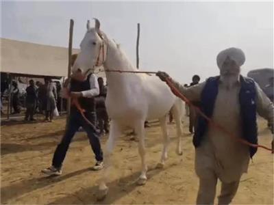 कुरुक्षेत्र में पशु मेले में पहुंचा पंजाब का सफेद रंग का घोड़ा, कीमत जान आप रह जाएंगे दंग...मालिक ने बेचने से किया मना