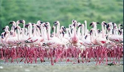 पीएम मोदी ने एटा और कच्छ की वेटलैंड्स को रामसर मान्यता मिलने पर जताई प्रसन्नता