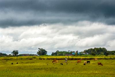 एनसीआर में 8 अप्रैल तक बिगड़ा रहेगा मौसम, तेज हवाएं, बारिश और ओलावृष्टि से फसलों को नुकसान