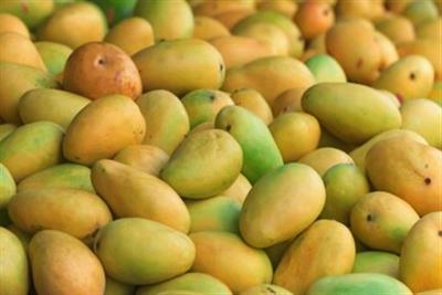 ਇਸ ਸਾਲ ਅੰਬਾਂ ਦੀ ਮਿਠਾਸ ਪਵੇਗੀ ਮਹਿੰਗੀ, ਕੀਮਤਾਂ 'ਚ ਹੋ ਸਕਦੈ ਭਾਰੀ ਵਾਧਾ