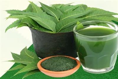 फायदेमंद है ये कड़वाहट, बीमारियों का काल तो लिवर के लिए 'सुरक्षा कवच' की तरह काम करता है नीम