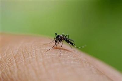 मच्छरों के आतंक से बचने का आसान तरीका, डब्ल्यूएचओ ने बताया क्या करें, क्या नहीं