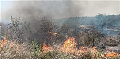 ਫਰੀਦਕੋਟ 'ਚ ਲੱਗੀ ਭਿਆਨਕ ਅੱਗ! 250 ਏਕੜ ਜੰਗਲ ਸੜ ਕੇ ਸੁਆਹ