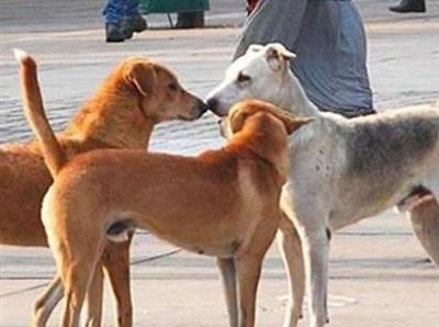 आवारा कुत्तों संबंधी सुप्रीम कोर्ट के आदेशों को पंजाब सरकार पूरे राज्य में पूरी तरह लागू करेगी: मुख्यमंत्री भगवंत सिंह मान
