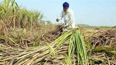 ਪੰਜਾਬ ਵਿੱਚ ਪਹਿਲੀ ਵਾਰ ਗੰਨੇ ਦੇ 100 ਫੀਸਦੀ ਬਕਾਏ ਦਾ ਨਿਪਟਾਰਾ, ਭਗਵੰਤ ਮਾਨ ਸਰਕਾਰ ਨੇ ਸਾਲ 2025-26 ਦੇ ਪਿੜ੍ਹਾਈ ਸੀਜ਼ਨ ਦੌਰਾਨ ਕਿਸਾਨਾਂ ਨੂੰ 695.36 ਕਰੋੜ ਰੁਪਏ ਦਾ ਭੁਗਤਾਨ ਕੀਤਾ
