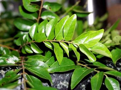 पूरे 6 महीना बिना फ्रिज में रखे बना रहेगा स्वाद और महक, ऐसे करें करी पत्ते को स्टोर