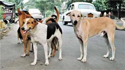 हरियाणा में अब आवारा कुत्ते नागरिकों को नहीं बना पाएंगे शिकार, केंद्र सरकार ने उठाया बड़ा कदम
