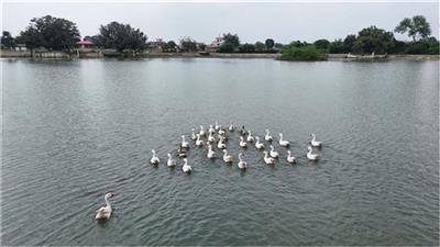 हिमाचल में जल संरक्षण का नया मॉडल बन रहे हरोली के तालाब, आधुनिक वैज्ञानिक तकनीकों के सहारे पा रहे जीवन