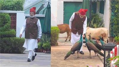 ਆਜ਼ਾਦੀ ਦਿਹਾੜੇ ਮੌਕੇ PM ਮੋਦੀ ਨੇ ਗਾਂ ਨੂੰ ਚਾਰਾ ਤੇ ਮੋਰਾਂ ਨੂੰ ਦਾਣਾ ਖੁਆਉਂਦੇ ਦੀ ਵੀਡੀਓ ਕੀਤੀ ਸਾਂਝੀ