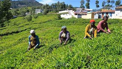 तमिलनाडु: नीलगिरि में बारिश की कमी का असर, चाय की पत्तियों का उत्पादन घटा