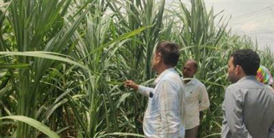 हरियाणा सरकार ने गन्ना किसानों के लिए सब्सिडी योजनाओं का किया ऐलान
