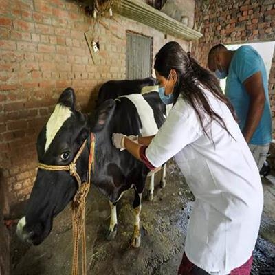 लंपी स्किन बीमारी : अब तक 36.18 करोड़ से अधिक मवेशियों को एलएसडी प्रतिरोधी टीका लग चुका है