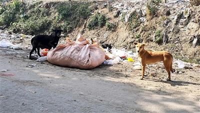 आवारा कुत्तों-बंदरों के आतंक पर नगर निगम सदन में हंगामा